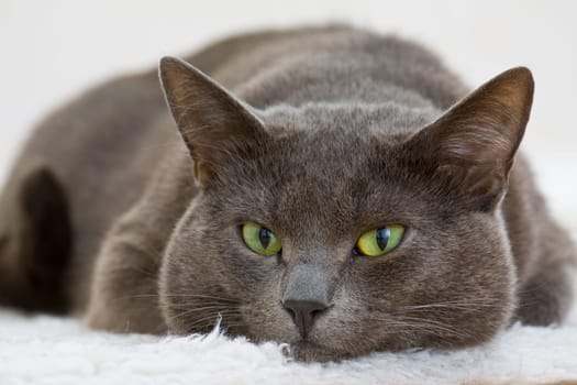 gray cat