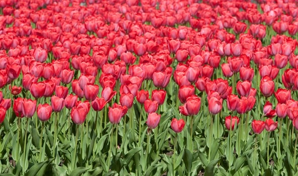 red tulip bed,tulips in the Fr&amp #65533 Year