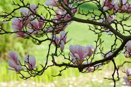 Magnolias in Fr&amp #65533 Ühling