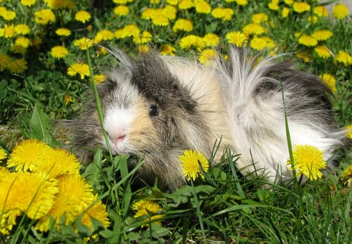 Guinea pig in the meadow