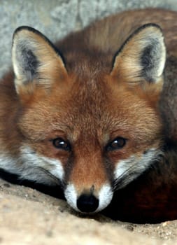 Red fox