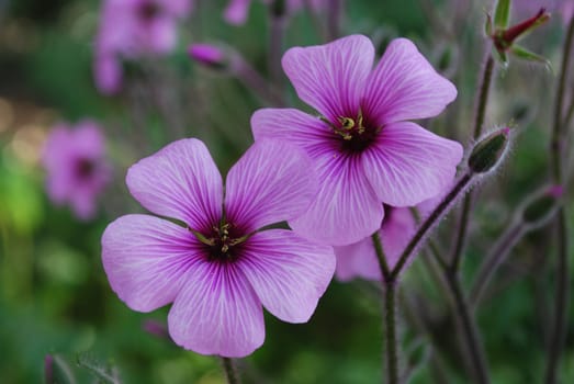 Two Beautiful Purple Poppies