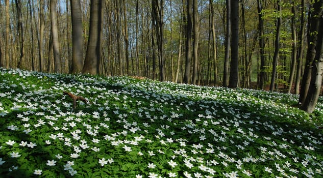 Spring power