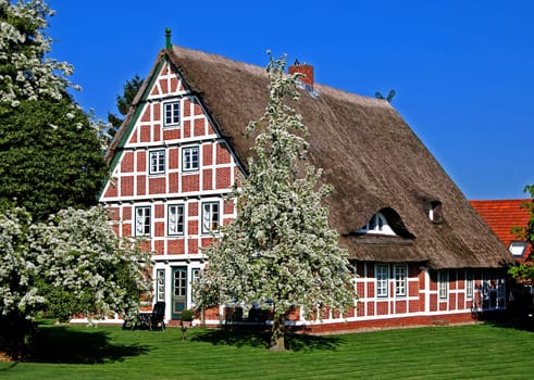 Fruit blossom in the Altes Land
