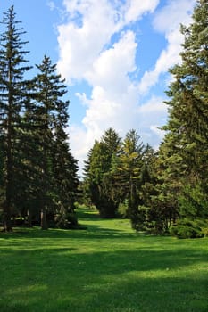 Clearing in the forest