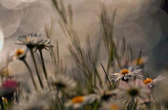 Daisy