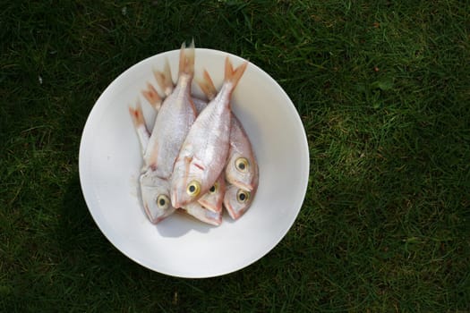 Fresh fish