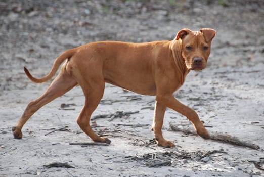 American Pittbull Puppy