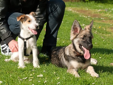 Dog School