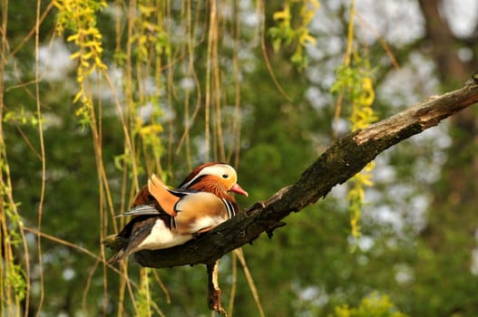 Mandarin ducks breed in tree hollows. Here a male takes a break.