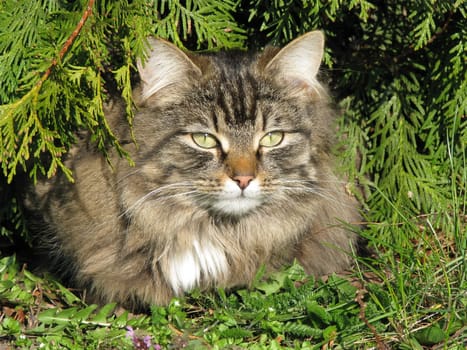 Cat in the garden