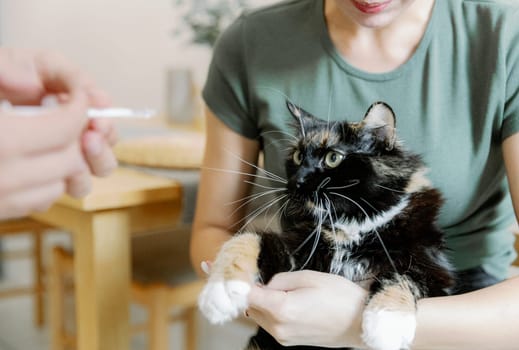 Portrait of one beautiful fluffy tricolor cat with green eyes sitting in the arms of a young Caucasian girl and looking to the side, close-up side view.