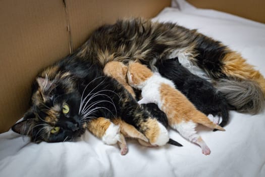 One tricolor purebred and fluffy cat lies on its side and feeds four newborn kittens on a white sheet in a box, close-up side view.Pets lifestyle concept.