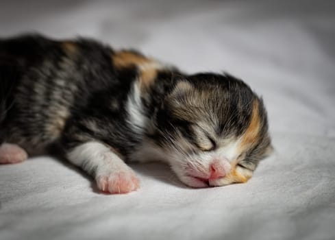 Three-colored newborn kitten sleeps sweetly lying on a white sheet in a cardboard box, close-up side view.Pets lifestyle concept.