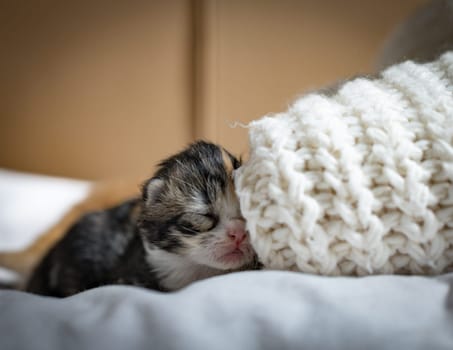 One red-haired with white spots newborn kittens sleep near a knitted sweater on the bed, side view, close-up. Pet lifestyle concept.
