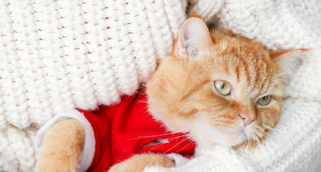 Portrait of a ginger cat looking to the side in a santa claus costume sits on the arms of a man in a white knitted sweater, side view close-up.