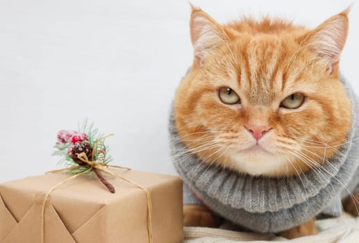 Portrait of a purebred ginger cat in a gray winter suit with a Christmas ornament, looks displeased and next to a craft gift, close-up side view.