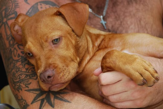 American Pittbull Puppy