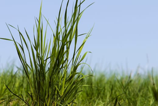 Grass