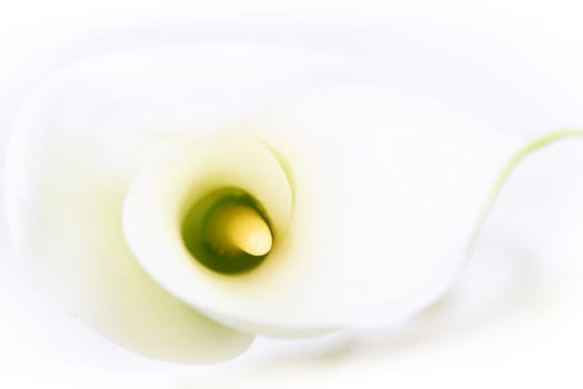 Calla