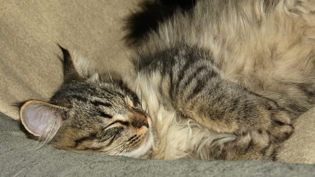 Young tomcat