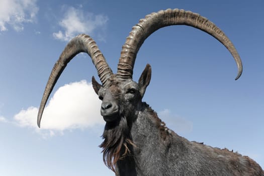 Siberian Capricorn