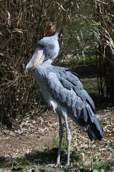 Shoebill