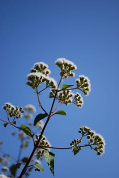 Ageratina adenophora (daisy)