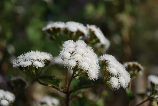 Ageratina adenophora (daisy)