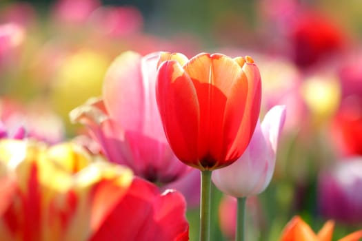 Tulips