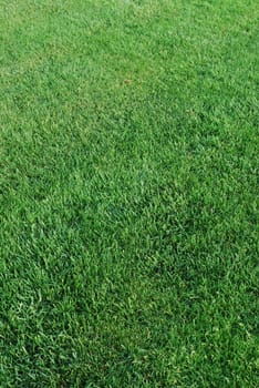 Green turf background