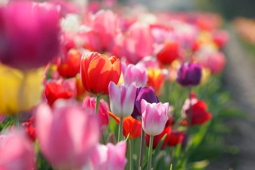 Tulips