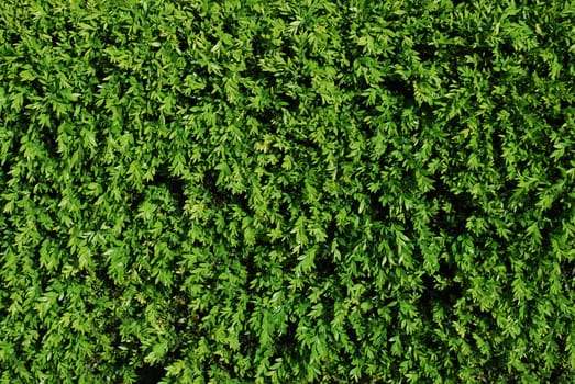Green turf background