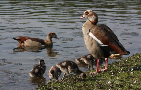 Nile GooseFamily