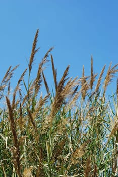 Reed grass on a lake