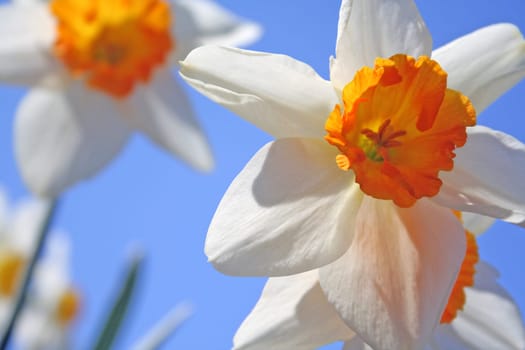 Spring daffodil Flowers