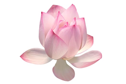 Lotus flower