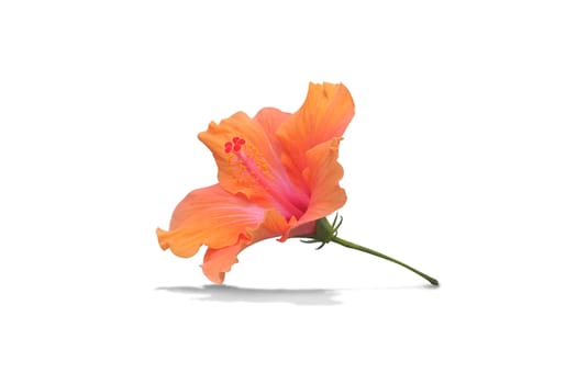 Hibiscus flower