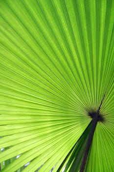palm leaf