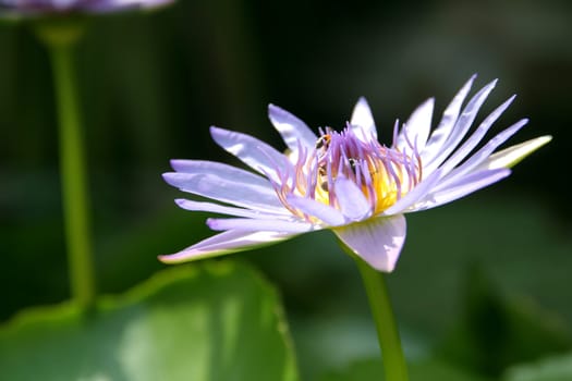 Purple water lily with bees