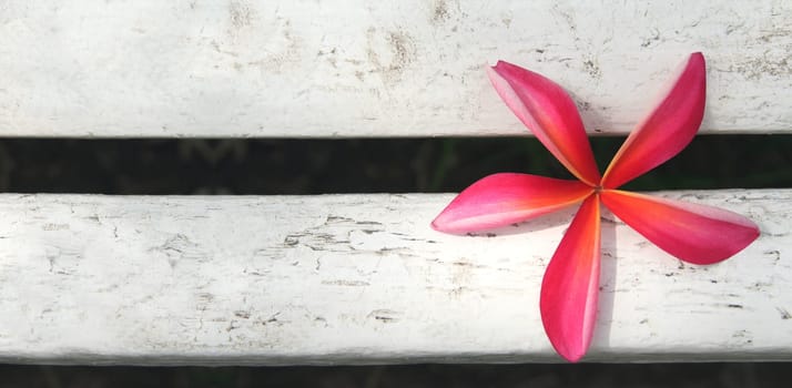Frangipani