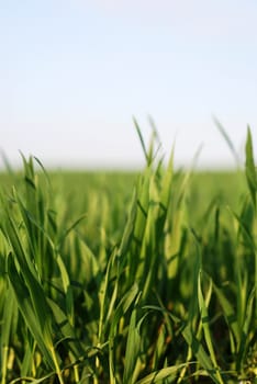 Grass