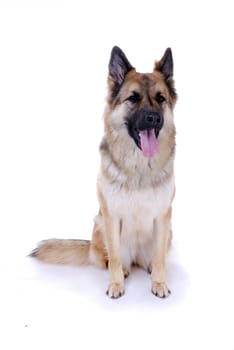 German Shepherd mix