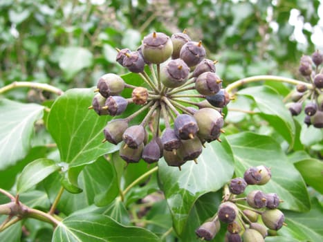 Ivy,Hedera helix