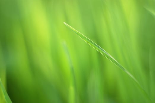 Grass