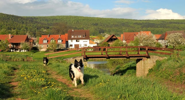 Border collies in the Weser Uplands.