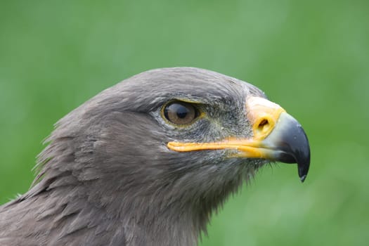 Steppe Eagle Portrait