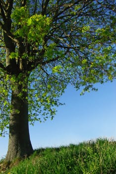 The trees are budding again