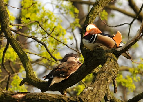 A pair of mandarin ducks in a tree. These birds are tree hollow breeders!