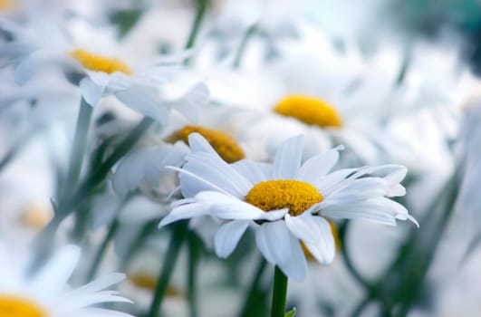 Daisies